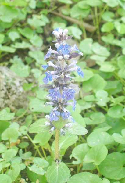 Ajuga reptans